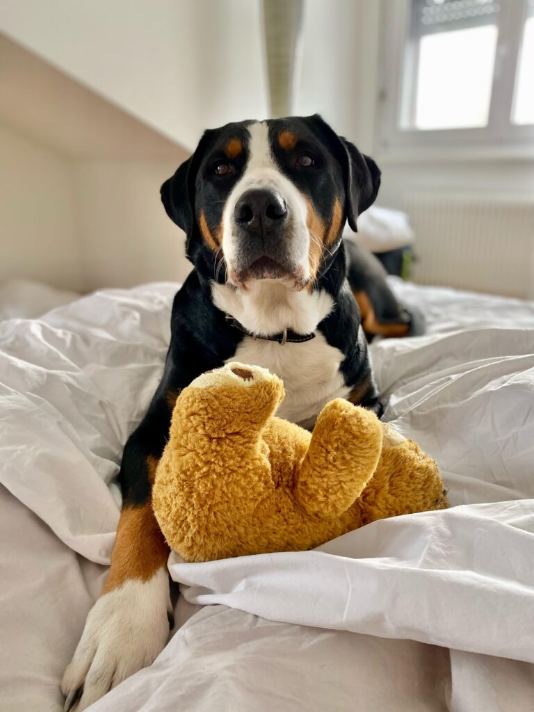 Hundepension Aarwangen liebevolle Hundebetreuung Hundepension Aarwangen liebevolle Hundebetreuung