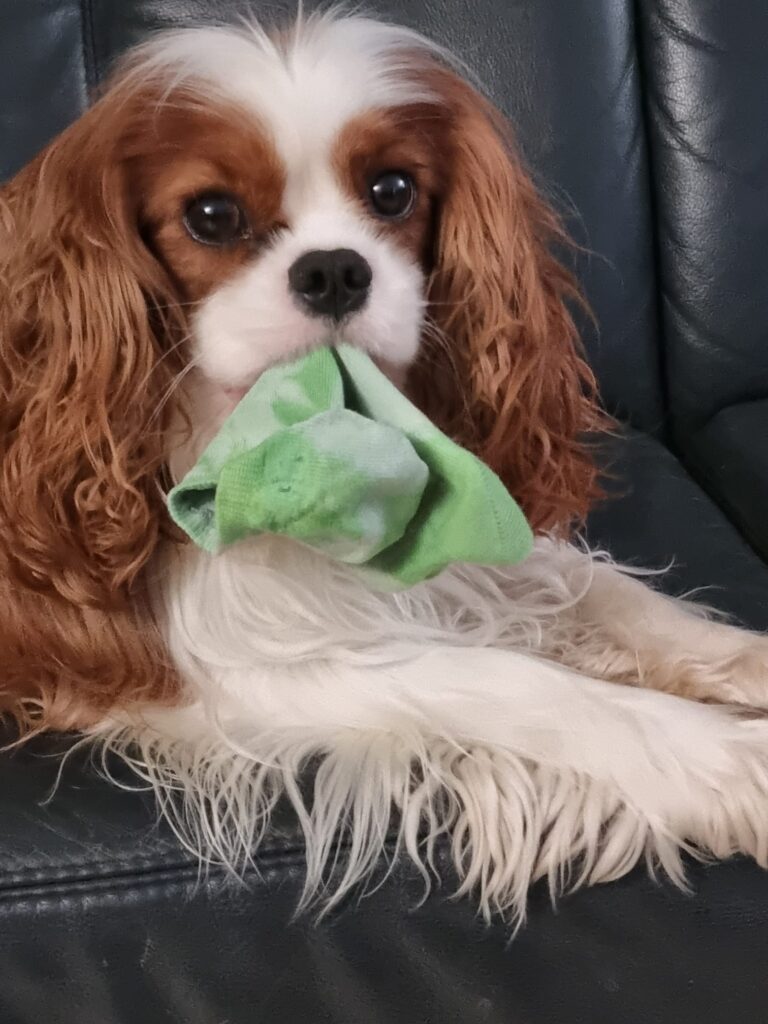 Nicoles Hundepension
